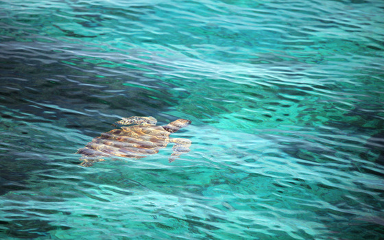 Mabul and Kapalai Day Trip